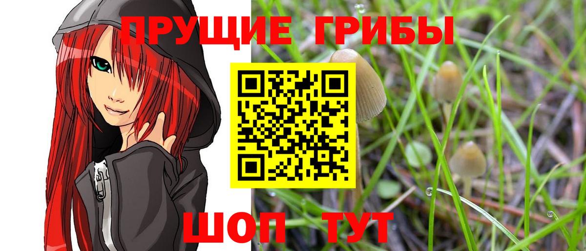 Псилоцибиновые грибы Psilocybe Воскресенск